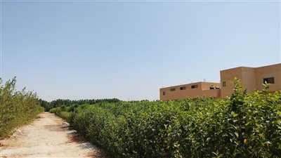 مشروع مزرعة الحرير بقنا:20 مليون جنيه لتوطين الصناعة وتوفير فرص عمل للفتيات