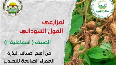 «معاك في الغيط».. توعية زراعية لتحسين إنتاج الفول السوداني وتوسيع التصدير