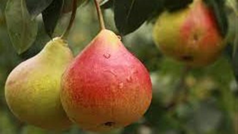 فوائد الكمثرى