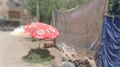 ضمن خطة تطوير حي غرب.. حملة لنظافة وتشجير ميدان البدري وشارع الخمسين