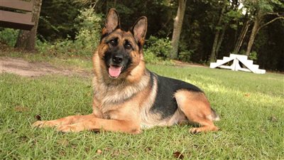 بعد حادثة نجل زينة…أذكى 7 كلاب تتعلم الأوامر في 5 دقائق