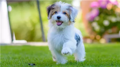 «الإفتاء» توضح حكم تربية الحيوانات داخل المنازل ولمس الكلب