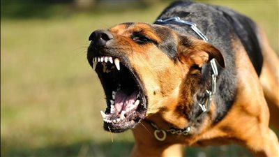 جهود مكثفة لضبط متهمين بالتعدي على سائق توك توك بـ كلب شرس وأسلحة بالعمرانية