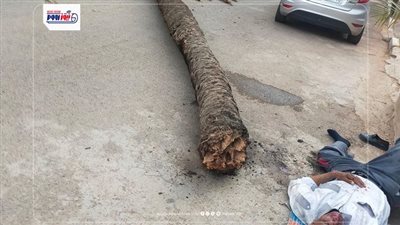 قرار عاجل بشأن سائق أوبر توفى بعد سقوط نخلة عليه فى حى الوايلي 