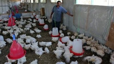 لمتابعة نسب النفوق والتحصين .. المرور على 199 مزرعة دواجن بالدقهلية