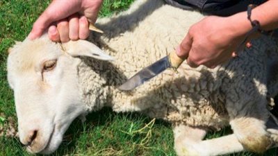 الخروف بـ 12 ألف.. أسعار وأماكن حجز الأضاحي في العيد  