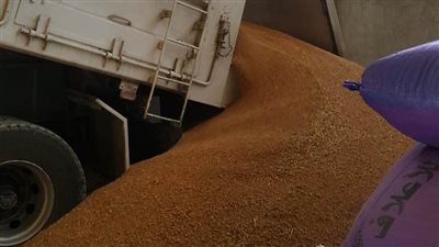 نجاح زراعي في قنا .. توريد القمح يتجاوز مستهدفات الموسم السابق