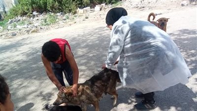 حي العرب ببورسعيد يشن حملة مكبرة لتحصين كلاب الشوارع ضد السعار