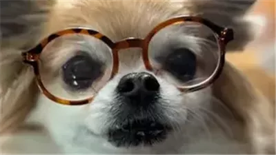 نفوق كوكوا.. رحيل كلب أثناء رحلة علاج أسنانه بالمستشفى فى ولاية ماريلاند