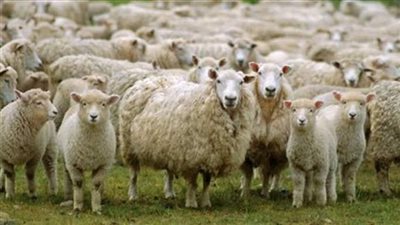 أسعار المواشي بمناسبة عيد الأضحى 2025..استقرار نسبي وتنوع في الخيارات