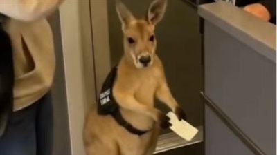 مسافر يُمنع من اصطحاب 