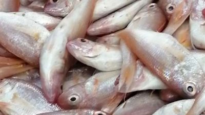  أسعار السمك والجمبري اليوم بسوق العبور.. تباين في البلطي والبربون 