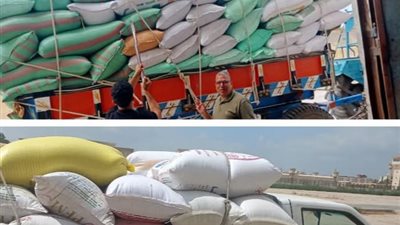 البحيرة تتجاوز283 ألف طن قمح مورَّد للشون والصوامع | انفوجراف