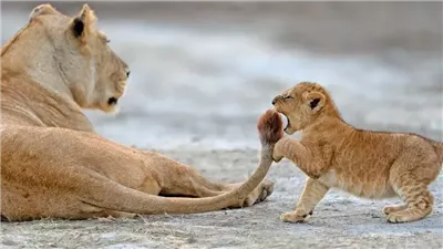 ضحك من الغابة .. عدسات المصورين تلتقط لحظات طريفة لحيوانات ذات ملامح بشرية