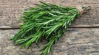 إكليل الجبل : السر الطبيعي لصحة الشعر وكثافته من البيت