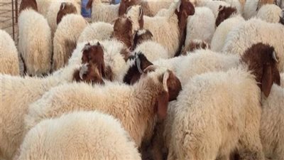 «قبل العيد» تعرف على 12 علامة لاختيار الأضحية... وعلامات اللحم السليم 