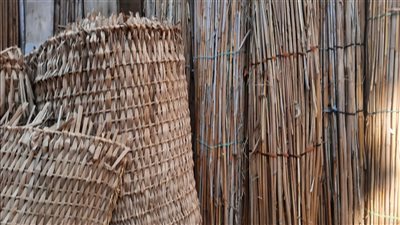 مملكة البوص.. الكفور حكاية قرية منتجة صنعت تاريخًا من الحصير في المنيا| صور