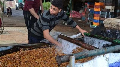 الزبيب المصري.. صناعة ذهبية تتلألأ في قرية شنراق بمحافظة الغربية |صور