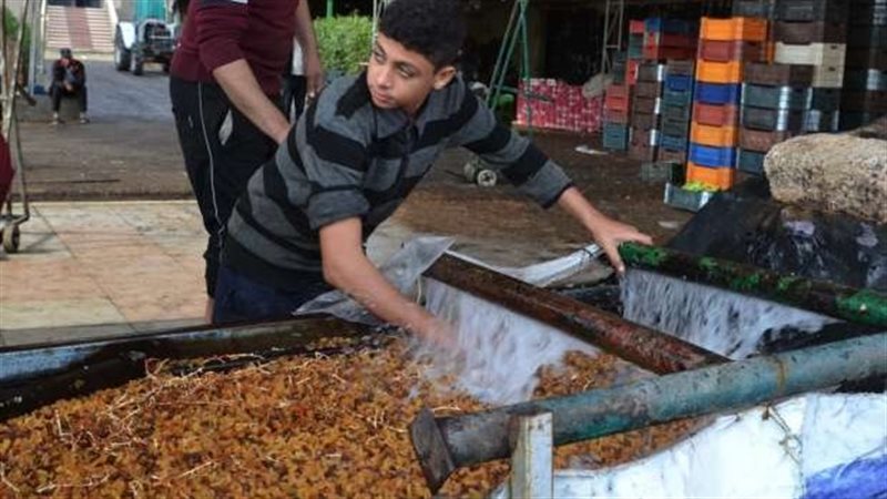 صناعة الزبيب في شنراق