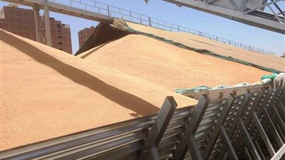 لأول مرة مقارنة بالسابق.. سوهاج تتخطى المستهدف السنوى لتوريد محصول القمح