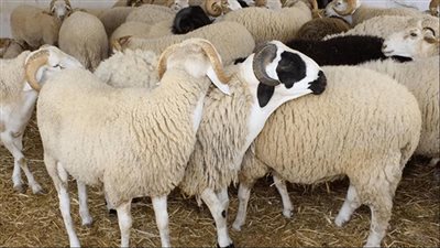 دار الإفتاء توضح: حكم ذبح الأضحية أثناء خطبة العيد