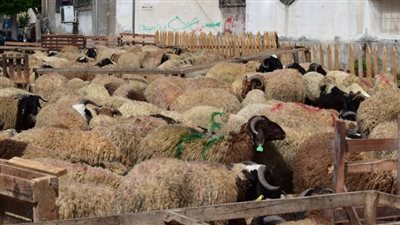 أيهما أفضل: الأضحية أم التصدق بثمنها؟..دار الإفتاء توضح الحكم الشرعي والتفاصيل