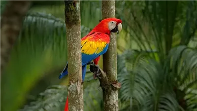 فى يوم الببغاء العالمي.. لماذا يعتبره الكثيرين صديقا للإنسان؟