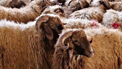 مع اقتراب عيد الأضحى.. شروط ينبغي توافرها فى الأضاحي