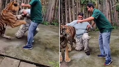 نمر ينقض على سائح أثناء محاولة التقاط 