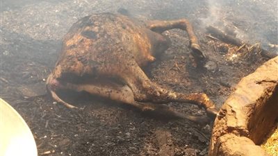 تسبب في نفوق البقر.. حريق هائل يلتهم محتويات حوشين مواشي بسوهاج (صور)