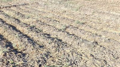 الإحصاء: 610.8 ألف فدان إجمالي مساحة الأراضي المستصلحة خلال 2023-2024 