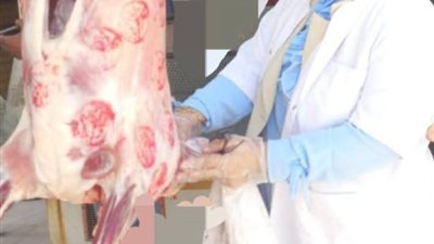 مديرية الطب البيطري بالسويس تضبط 110 كيلو جرام لحوم غير صالحة |صور