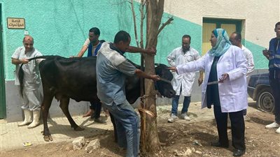 يعمل فترتين خلال عيد الأضحي.. مجزر السويس مفتوح لإستقبال الأضاحي