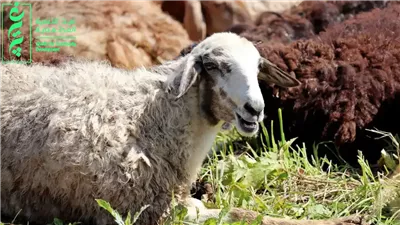 هل يجوز بيع أي جزء من الأضحية مثل الجلد؟ .. الإفتاء تحذر