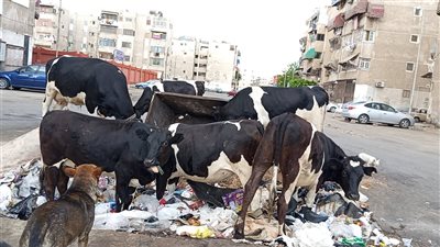 أبقار تتغذى على القمامة في شوارع بورسعيد.. والأهالي يستغيثون بالمسؤولين