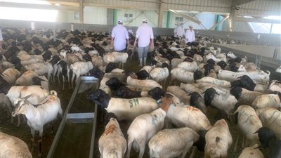 220 طبيبًا بيطريًا مصريًا يشرفون على الأضاحي بالمملكة العربية السعودية