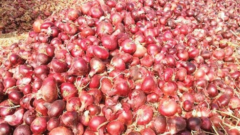 بصل التصدير