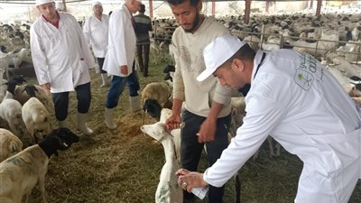 وزير الزراعة يتابع أعمال البعثة البيطرية المصرية للإشراف على الهدي والأضاحي 