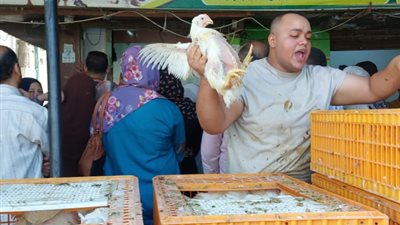 قبل عيد الأضحى.. مبادرة في سوهاج لبيع الفراخ بأقل من سعر السوق