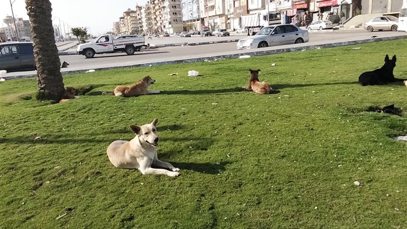 الكلاب في شواع السويس