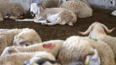 عشان ما يتضحكش عليك.. 4 علامات تكشف أن الأضحية مريضة ولا تصلح