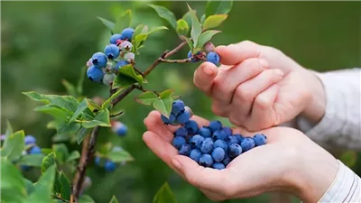 الشوكولاتة الداكنة تتفوّق على التوت في قوة مضادات الأكسدة