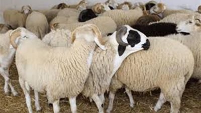 دليلك الشامل لأسعار الأضاحي وأبرز أماكن الشراء..تفاصيل