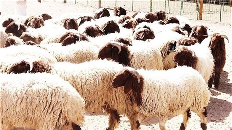 عيد الأضحى