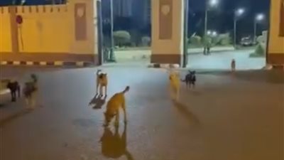 الكلاب تغزو المعمورة الشاطئ بالإسكندرية وسط استغاثات قاطنيها |صور