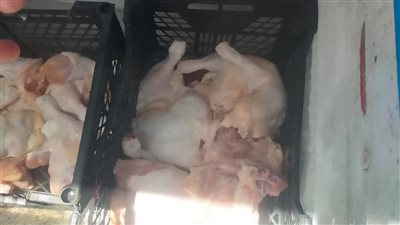 ضبط 173 مخالفة غذائية في حملات لصحة بني سويف                      