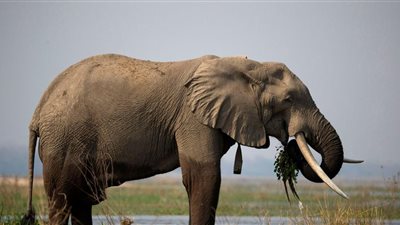 بين الجوع والاكتظاظ.. زيمبابوي تُعدم الفيلة وتُوزع لحومها على السكان