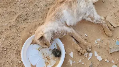 اليابان: العثور على مئات القطط النافقة في منزل عاملة بجمعية لرعاية الحيوانات