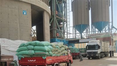 توريد قياسي في المنيا: 500 ألف طن قمح منذ انطلاق موسم 2025