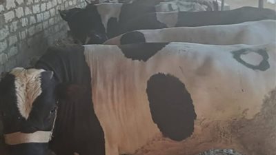 بتوجيهات رئاسية.. لحوم الأضاحي تصل للأسر الأكثر احتياجًا في المحلة الكبرى